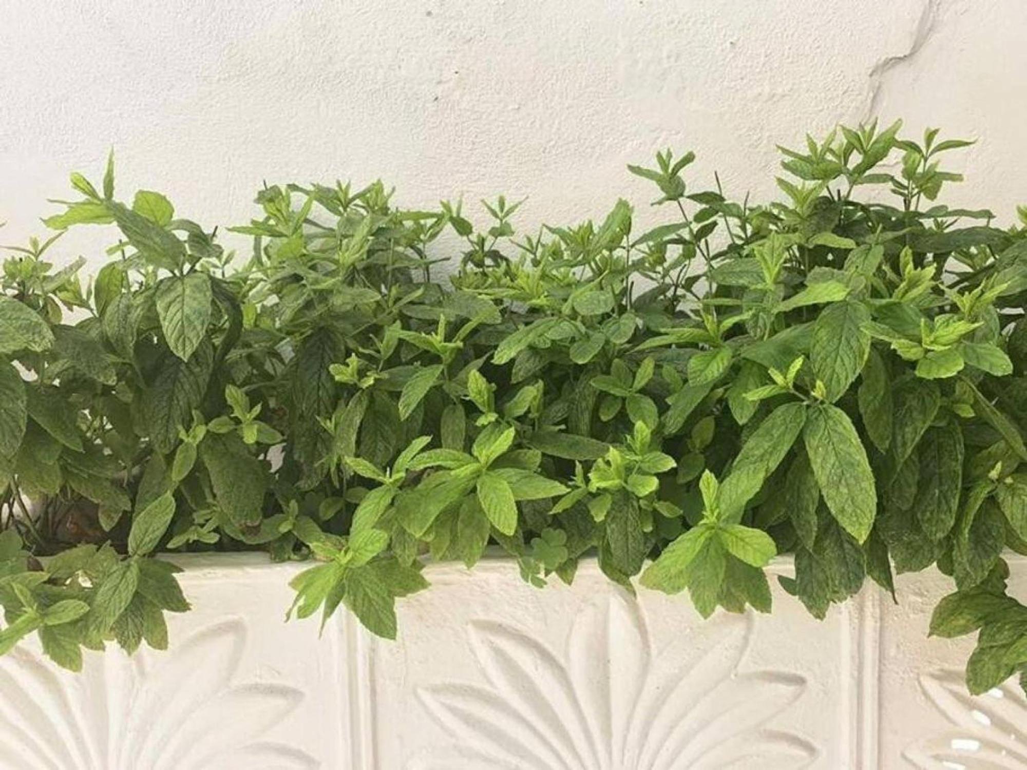 Dolce Vita - In The Heart Of Lefkada - Lefkada Bnb Zewnętrze zdjęcie
